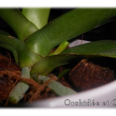 Phalaenopsis n°11