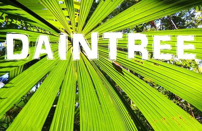 Daintree forest