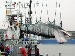 [News] Le Japon reprend la pêche aux baleines!