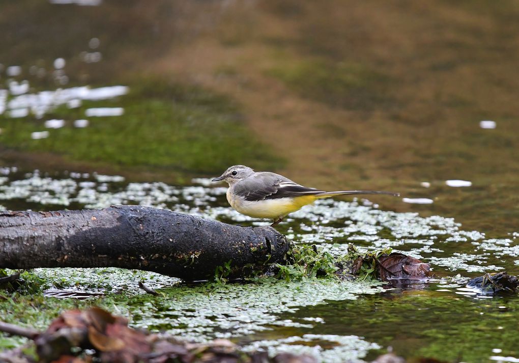 Bergeronnette des ruisseaux. Il suffit souvent de se poster au bord d'un cours d'eau pour voir la bergeronnette des ruisseaux. Elle attire l'attention par sa façon de déambuler au bord de l'eau, également par la longueur et la grande mobilité de sa queue qui bat en permanence de haut en bas. N'appelait-on pas les bergeronnettes des hoche-queue autrefois ?