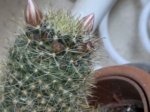 cactus sur charlotteblablablog