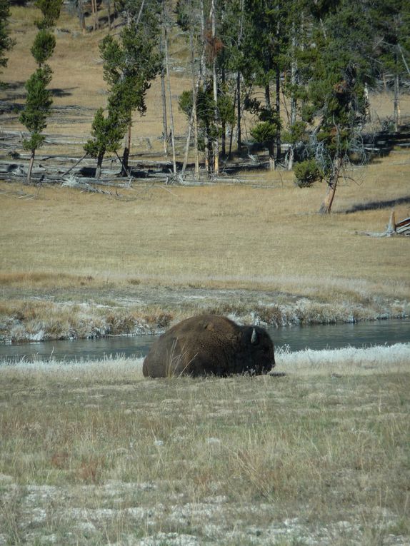 Album - 15.Yellowstone (Wyoming-octobre)