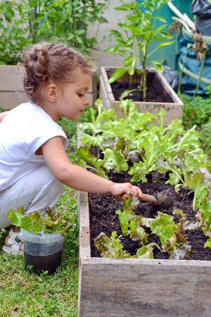 Le petit potager de Murphy