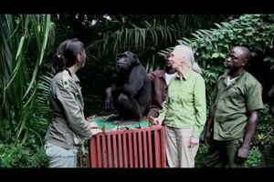 L'incroyable geste de Wounda à Jane Goodall
