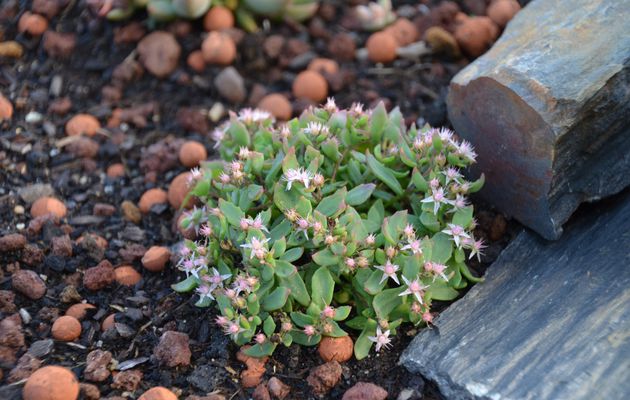 sedum tatarinowii