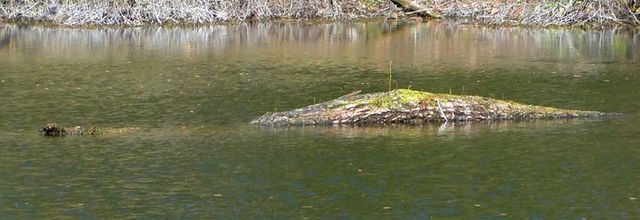 Une bête sort de l'eau ?