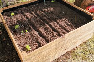 Tout le monde au potager...