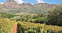 #Cabernet Sauvignon Producers Ethiopia Vineyards 