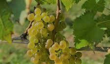 #Marsanne Producers Sonoma Valley California Vineyards 