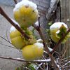 Die ersten Kakis unter Schnee im Garten