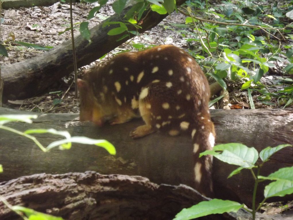 Dans le climat tropical du Queensland