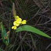 Eriosema simplicifolium