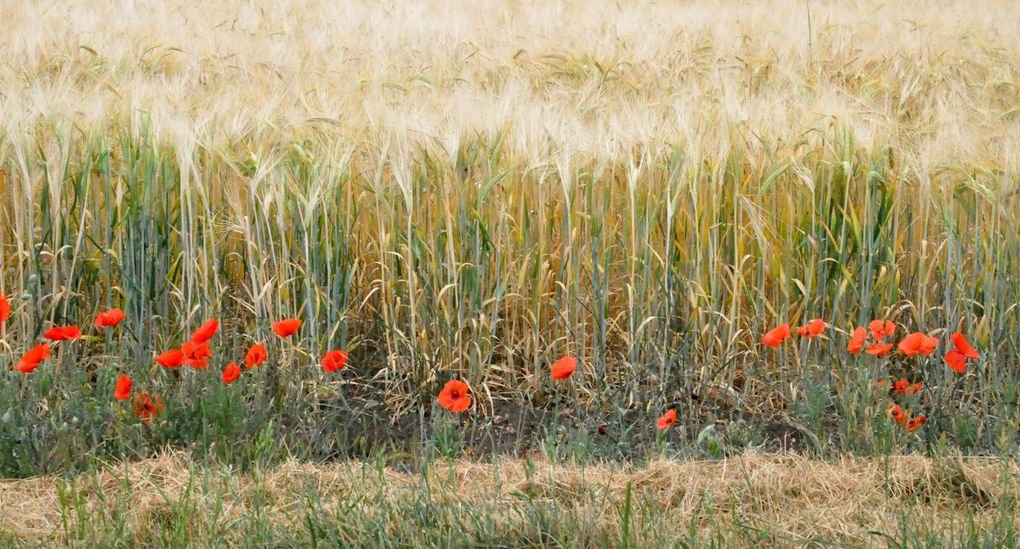 Puis le plateau parmi les champs de blé et les coquelicots.