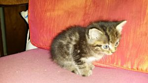 Mistigri, chaton mâle tigré, à l'adoption -&gt; adopté