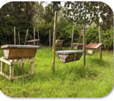 Un nouveau projet d'apiculture au Bénin