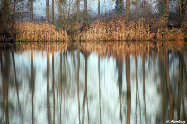 Vous trouverez, dans cet album, une série de photos prises aux étangs de Bailleul-sur-Thérain (Oise)et Montreuil-sur-Thérain entre janvier 2006 et 2008.