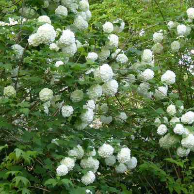 Viorne - Boule de neige - Viburnum opulus Roseum. 