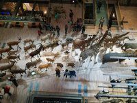 Grande galerie de l'évolution - Muséum National d'Histoire Naturelle