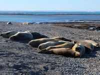 Puerto Madryn et la péninsule Valdès, en colo