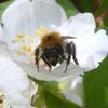 De la chance, des insectes et de l'été