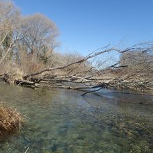 Travaux d’entretien des cours d’eau  du bassin du Verdon, secteur Artuby Jabron