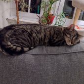 Betty - Refuge Animalier du Pays de Landerneau