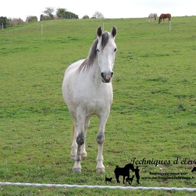 Gérer les parasites enkystés chez le cheval