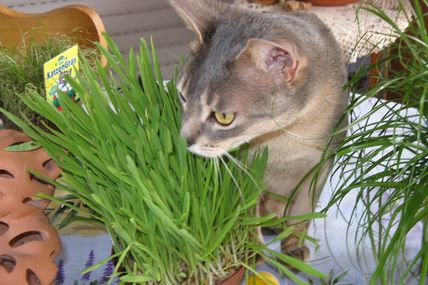 Kokeen et son herbe à chat :