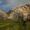 Printemps dans le Lubéron