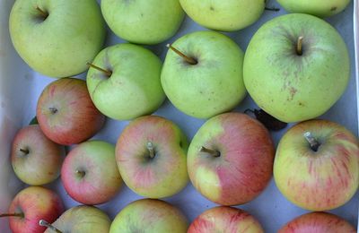 Des pommes golden … du jardin potager, rien de comparable avec celles vendues