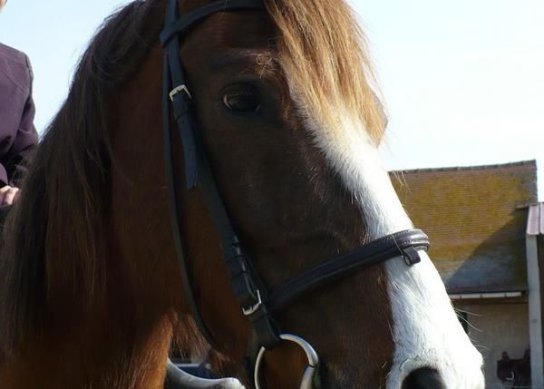 Un cheval au pré, les copains chevaux et poulains, l'alimentation, les balades, la gadoue... la belle vie quoi!