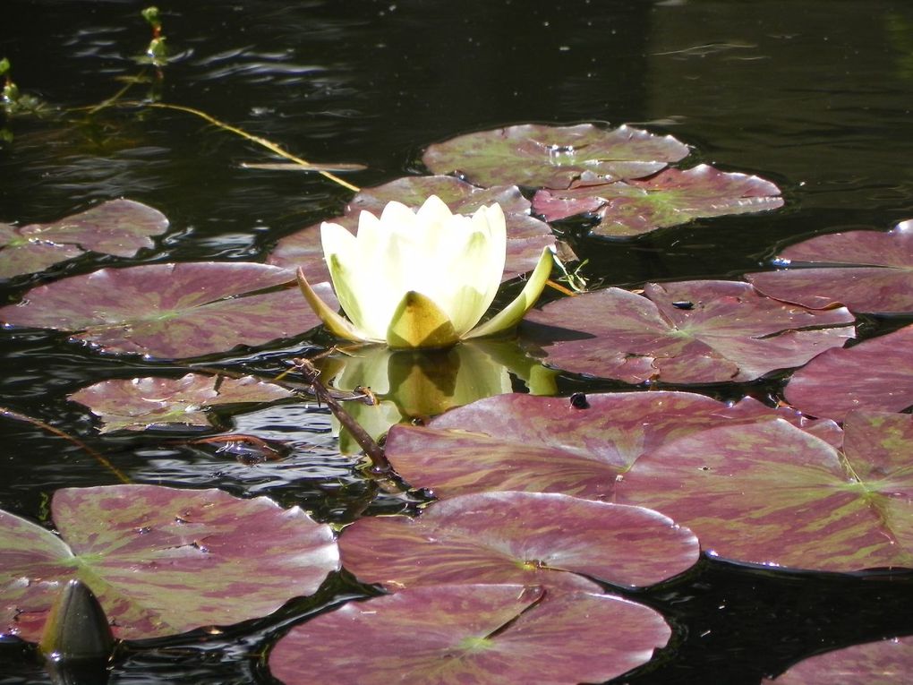 Album - jardin-bassin