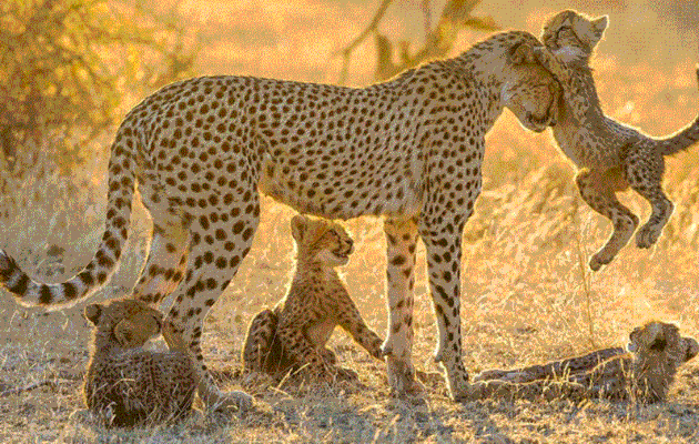 Tendresse animale.