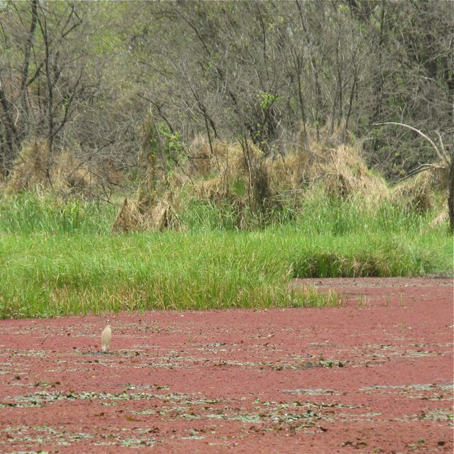 mare aux hippopotames dans la forêt au cœur de la réserve mondiale de Bala à 66 kilomètres au Nord-Ouest de Bobo-Dioulasso et à 25 Kilomètres du chef de lieu du département de Satiri