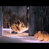 Minnie Petite Souris - Henri Salvador
