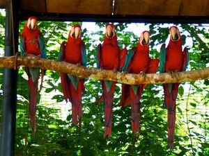 Parque des aves - Chutes d'Iguaçu