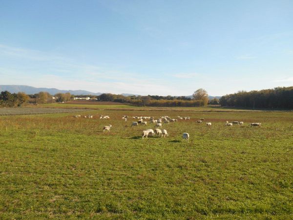 Encore des troupeaux qui paissent tranquillement vers Montségur.