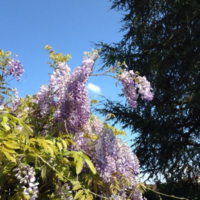 Glycine