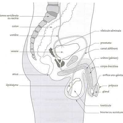 Anatomie de l'appareil génital masculin
