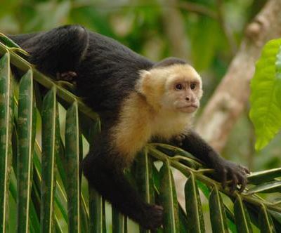 La faune amozonienne.