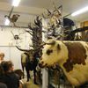 La visite des réserves de la galerie de zoologie