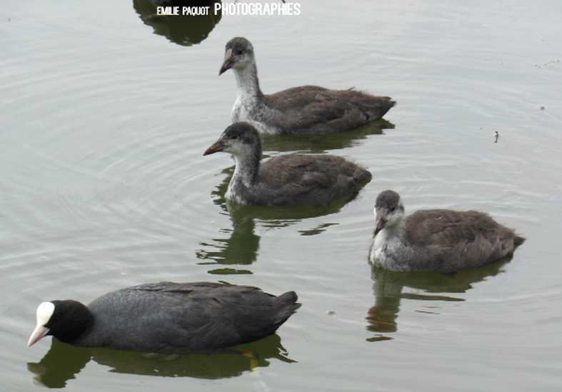 Photographies animalières...........