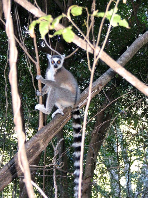 Album - Madagascar-2005