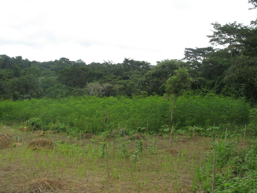 Première récolte des feuilles de Moringa