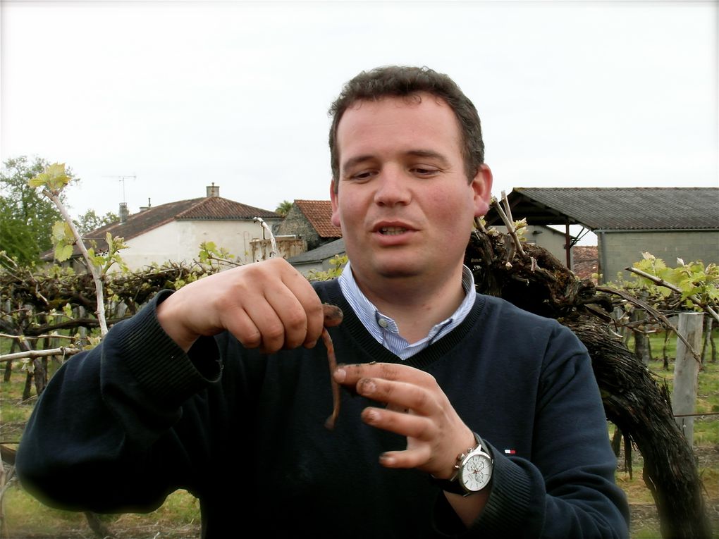 Le Maine Verret à Verrières en Grande Champagne – 45 ha de vignes conduites en cordons hauts taillés mécaniquement avec repasse manuelle rapide. Un grand terroir où sont élaborés de très grands cognacs...