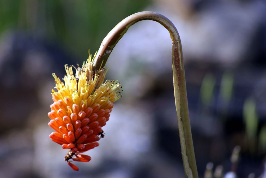 Les plantes et fleurs de mon jardin