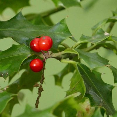 Noël en rouge, Noël en vert