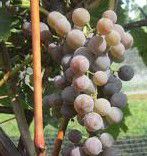 #Saint Pepin Wine Producers Wisconsin Vineyards