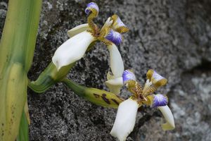 La fleur du mercredi : une iris magnifique