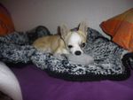 "Harley mon chihuahua et son doudou"